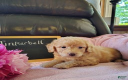 Mini Goldendoodle dogs for sale: Tinkerbell - Image 6