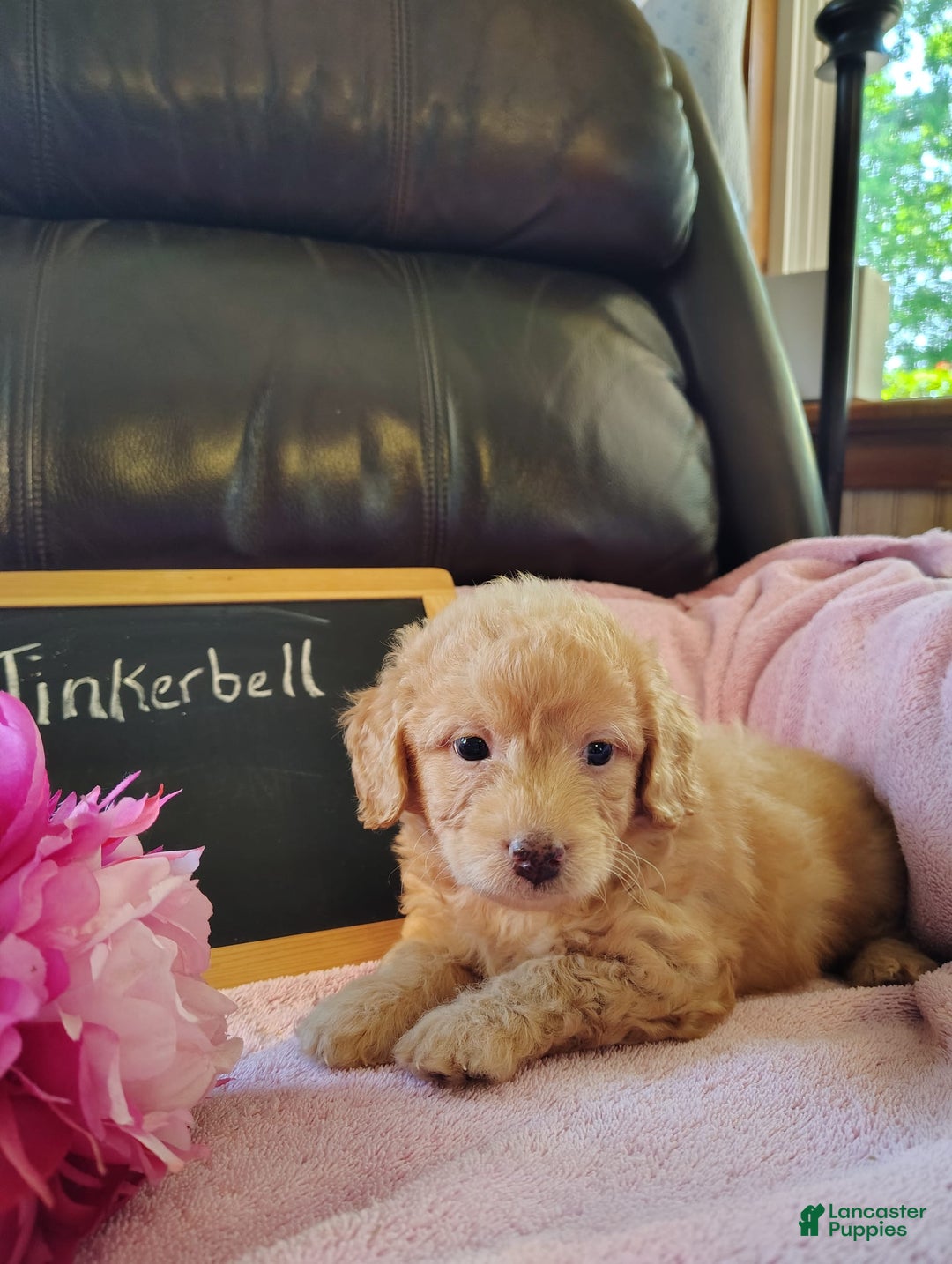 Mini Goldendoodle dogs for sale: Tinkerbell - Image 6