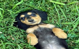 Miniature Dachshund dogs for sale: Luna - Image 1