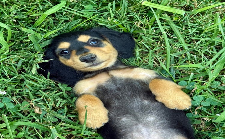 Miniature Dachshund dogs for sale - Ad 4