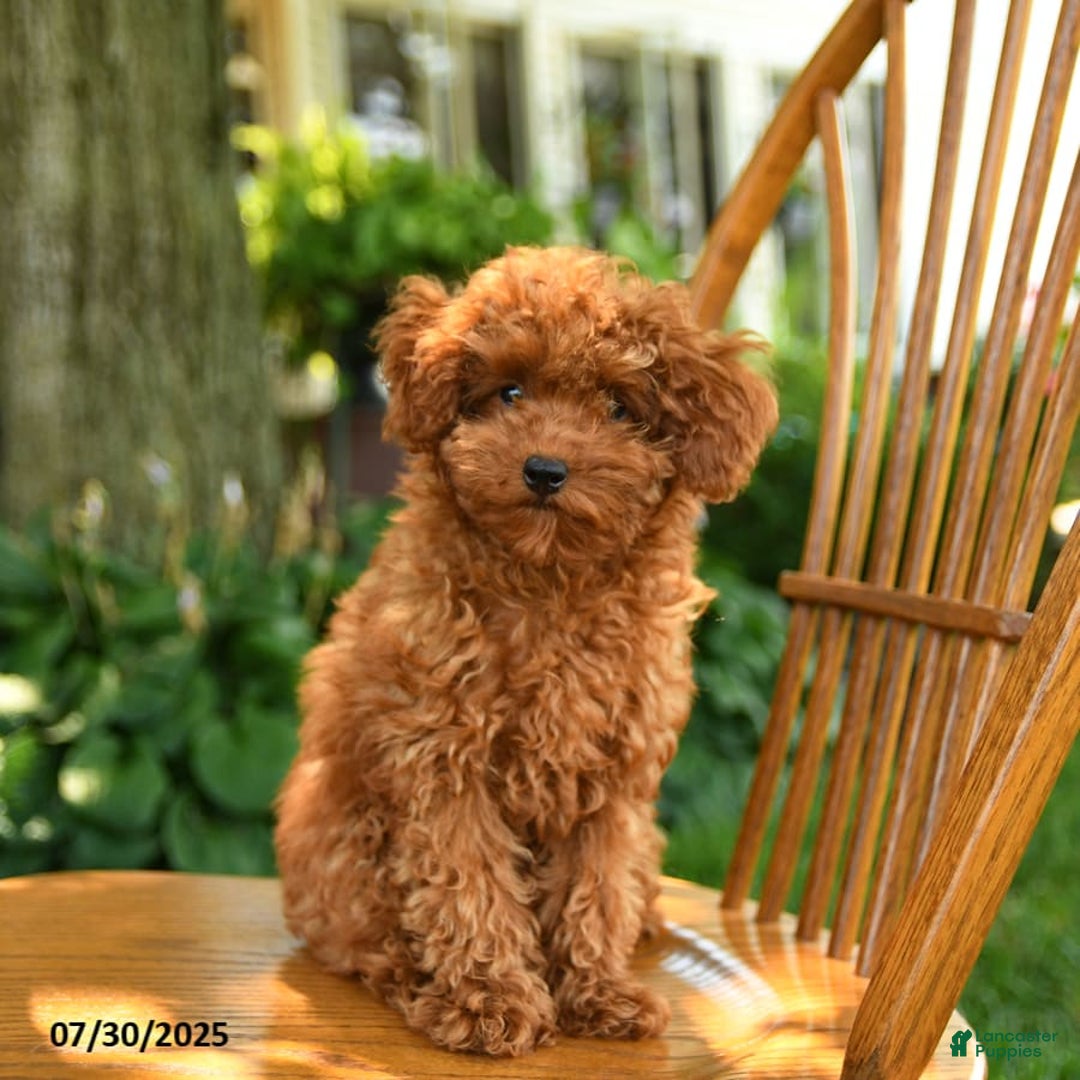 Toy Poodle dogs for sale: Fern - Image 7