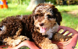 Mini Bernedoodle dogs for sale: Jabel - Image 2