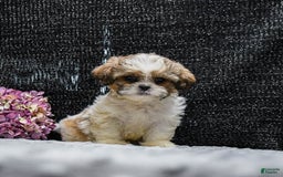 Shih Tzu dogs for sale: Lucky - Image 5