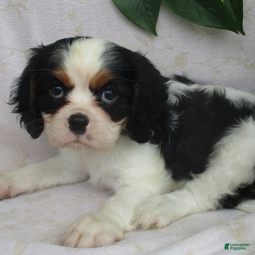 Cavalier King Charles Spaniel dogs for sale: Rosalyn - Image 1