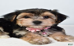 Morkie dogs for sale: Allie - Image 7