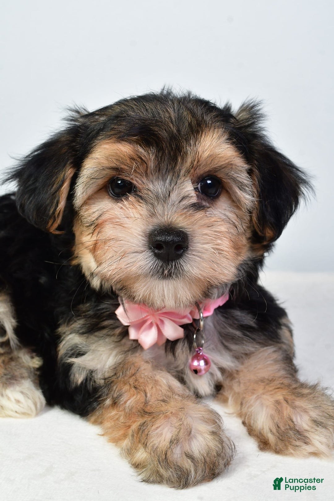 Morkie dogs for sale: Allie - Image 7