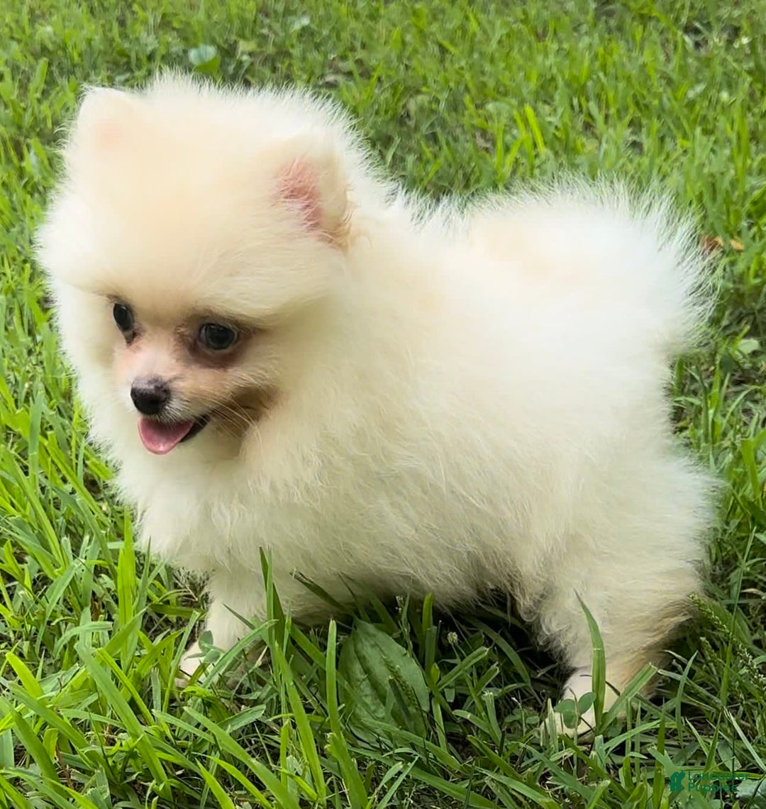 Pomeranian dogs for sale: Kobe - Image 2