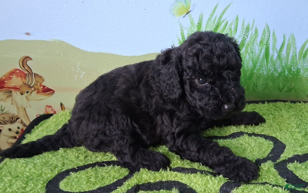 Mini Aussiedoodle dogs for sale: Pepper - Image 2