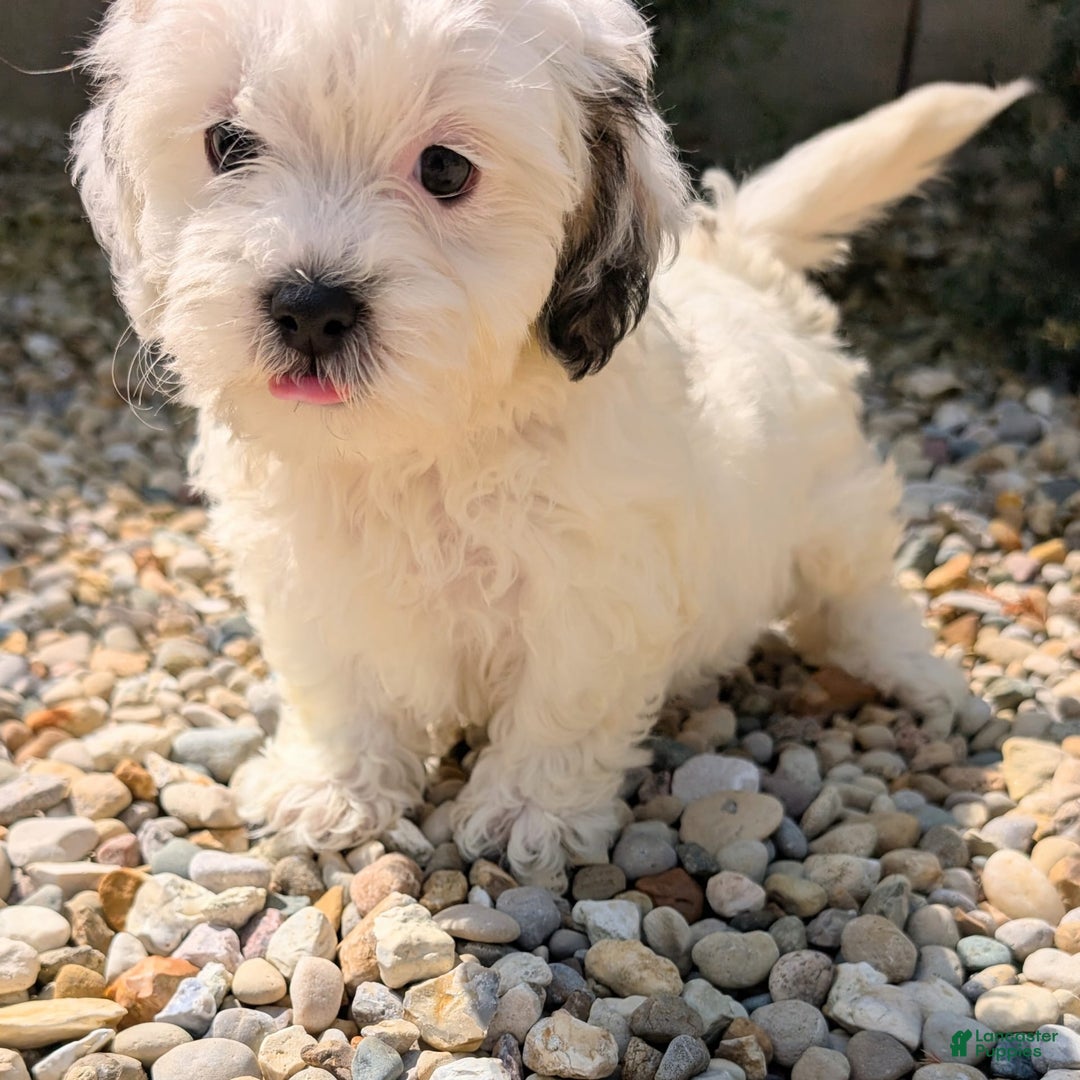 Teddy Bear dogs for sale: Cotton - Image 5