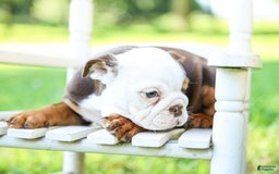 English Bulldog dogs for sale: Bridget - Image 2