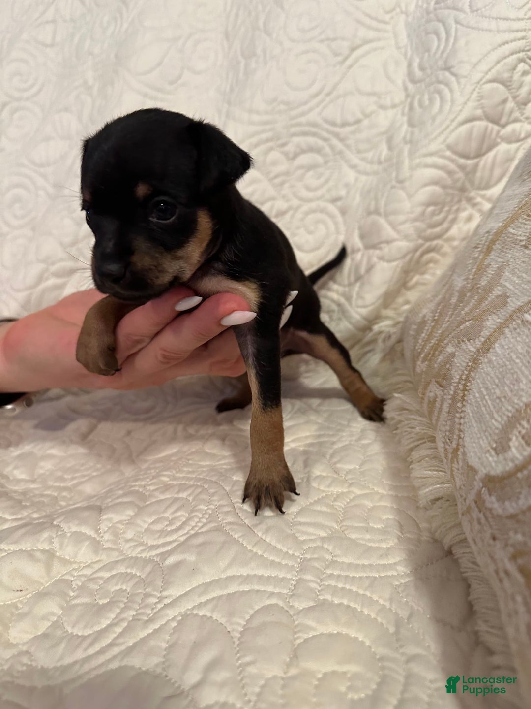 Russian Toy Terrier dogs for sale: Misty - Image 1