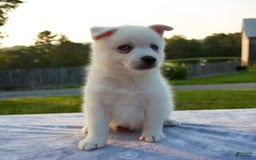 Pomsky dogs for sale: Tucker - Image 3