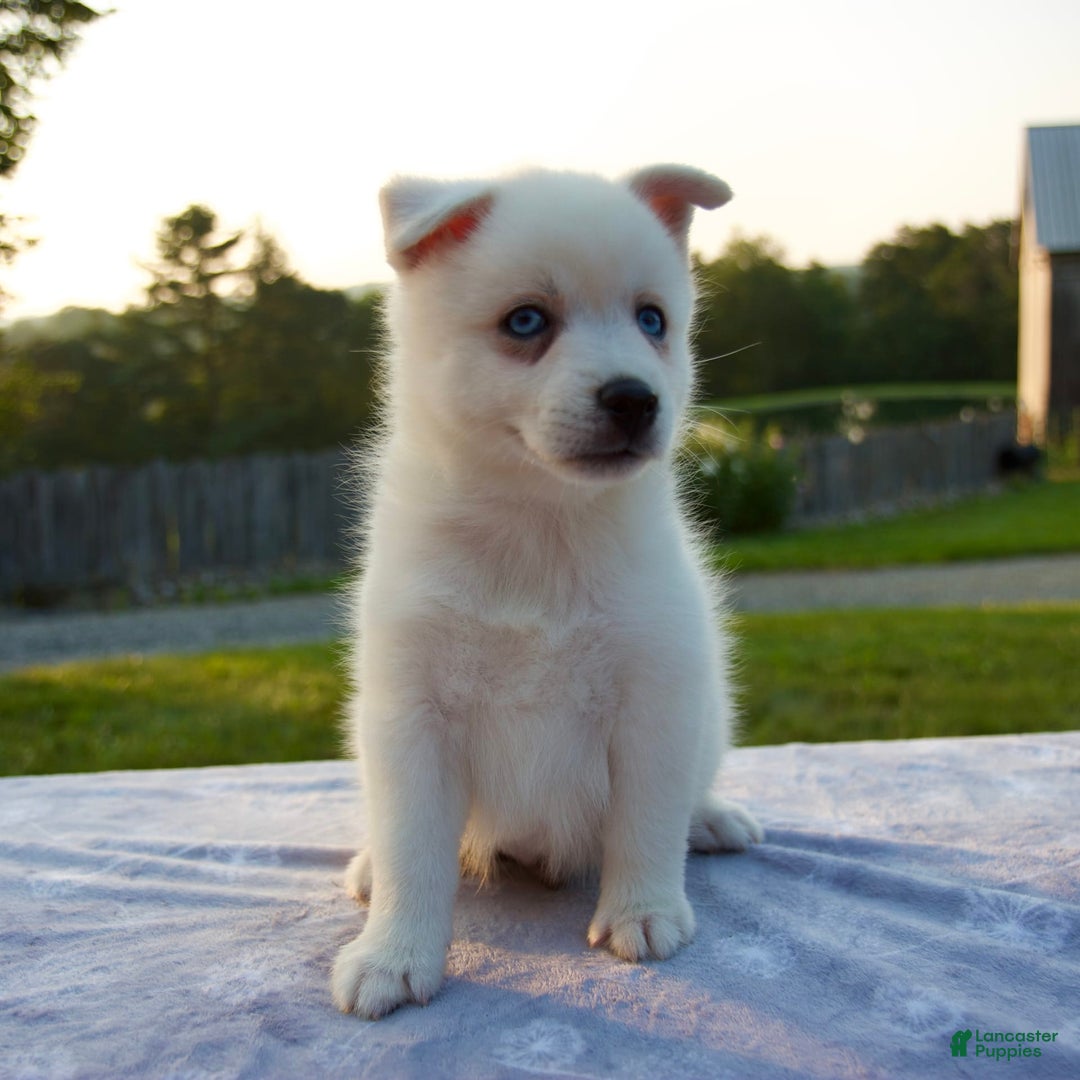 Pomsky dogs for sale: Tucker - Image 3