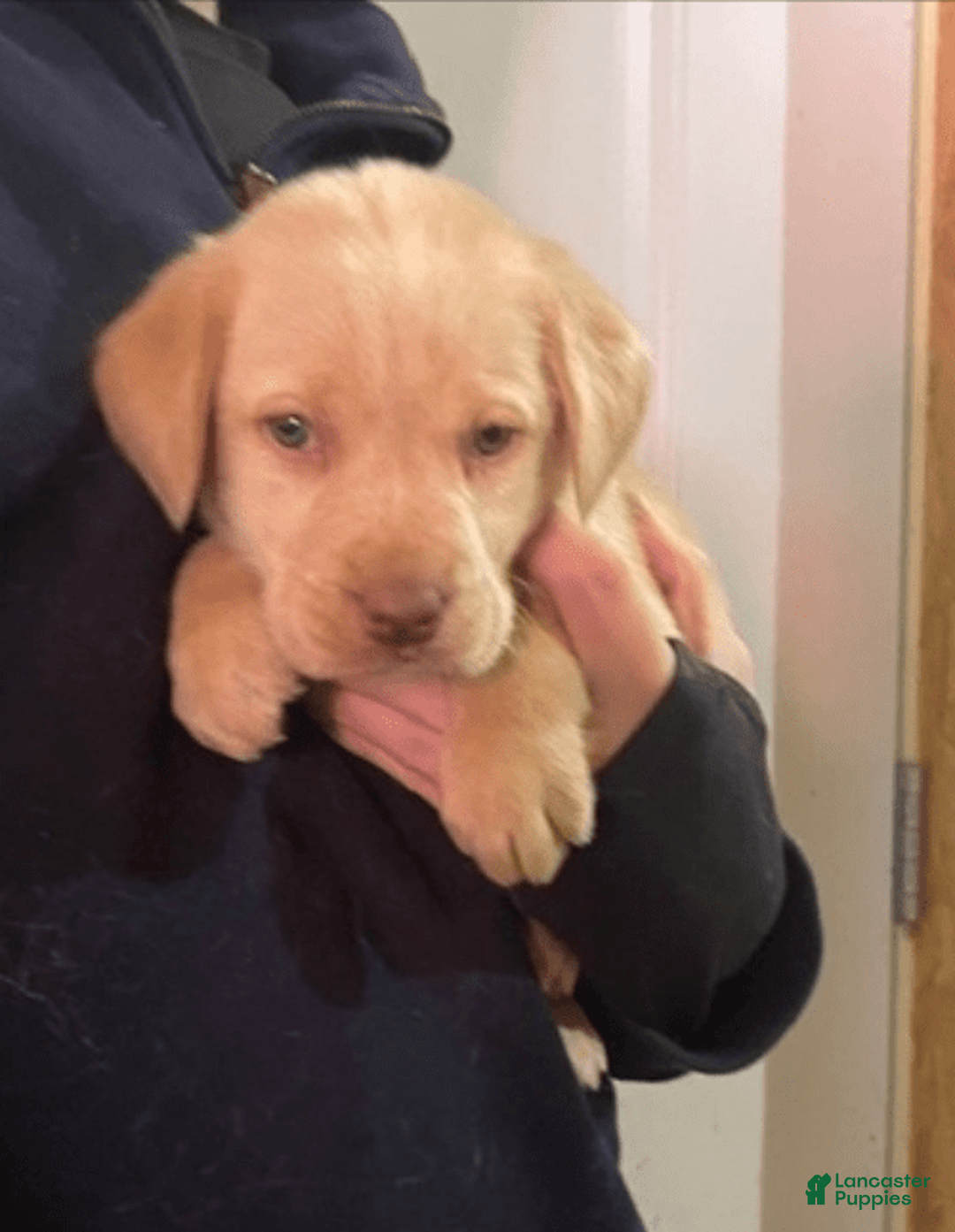 Labrador Retriever dogs for sale: Labrador Retriever 6 puppies - Image 3