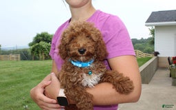 Miniature Poodle dogs for sale: Akc Patch - Image 8