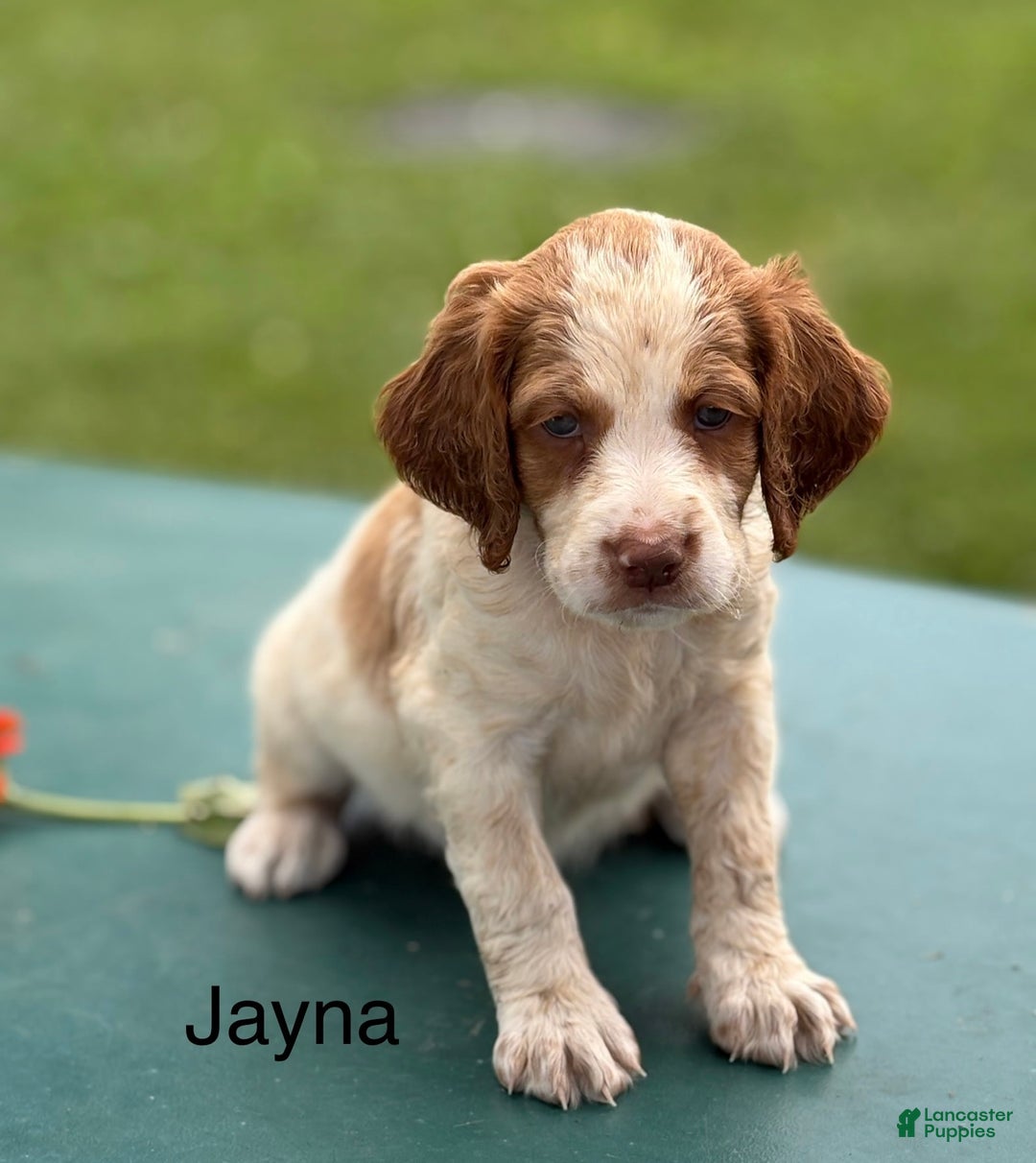 Brittany Spaniel dogs for sale: Jayna - Image 1