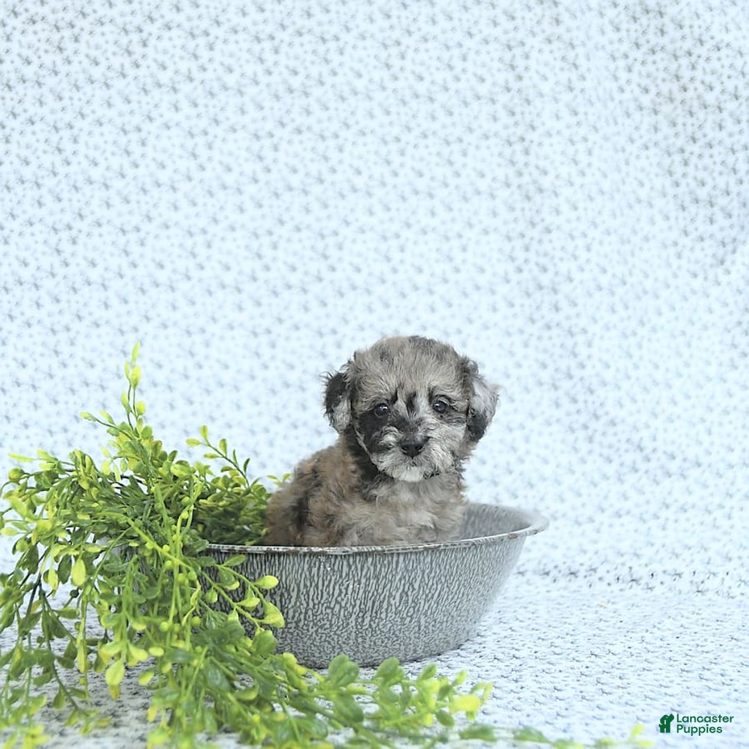 Mini Goldendoodle dogs for sale: Khloe - Image 11