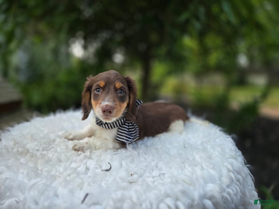 Miniature Dachshund dogs for sale: Tinker - Image 5