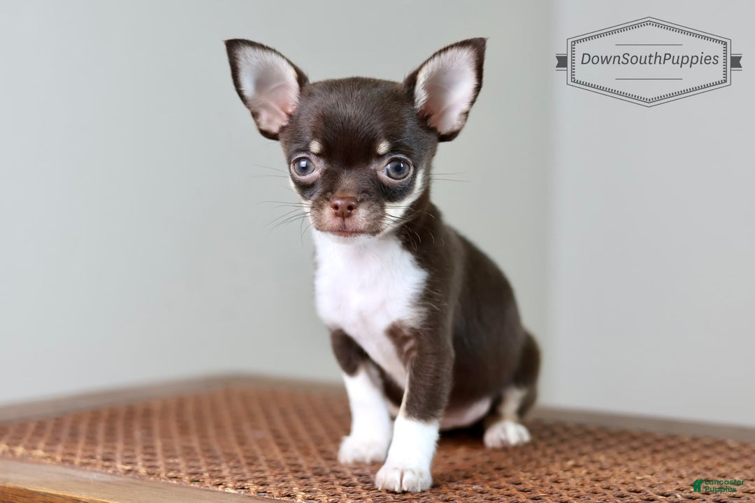 Chihuahua dogs for sale: Akc Tiny Celestia - Image 5