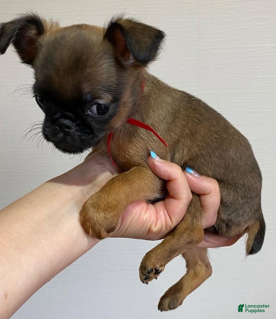 Brussels Griffon dogs for sale: Jimi - Image 4