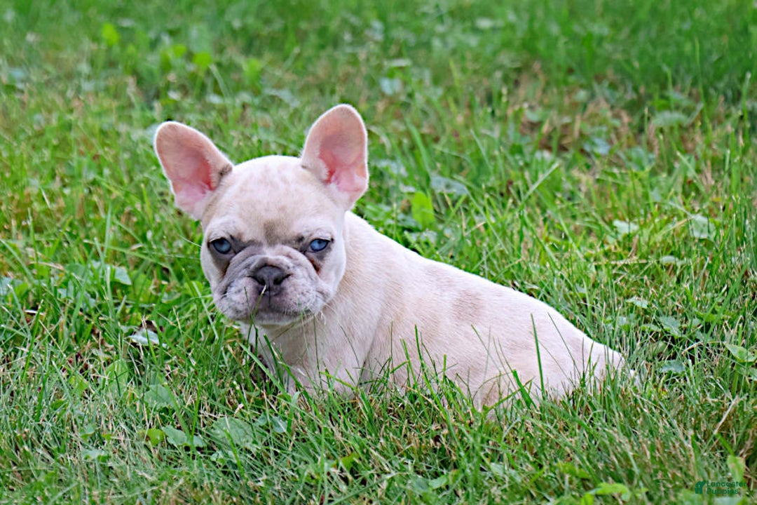 French Bulldog dogs for sale: Angie - Image 3
