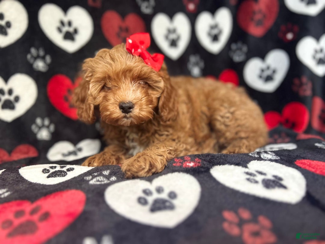 Cavapoo dogs for sale: Shayla - Image 1