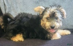 Yorkiepoo dogs for sale: Larry - Image 7