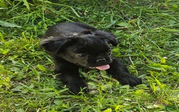 French Bulldog dogs for sale: Fluffy Female Liz - Image 10