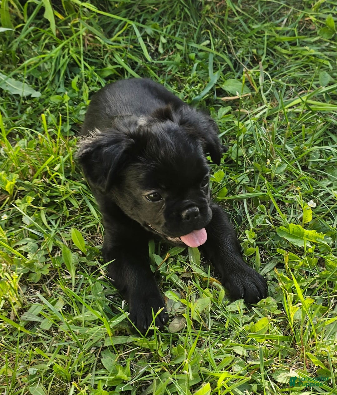 French Bulldog dogs for sale: Fluffy Female Liz - Image 10