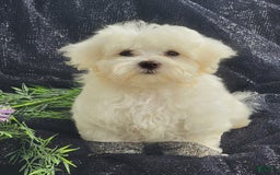 Maltese dogs for sale: Chloe - Image 1