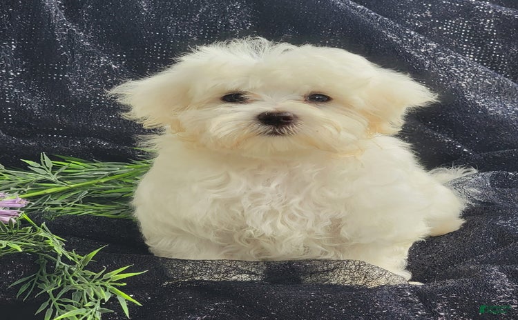 Maltese dogs for sale - Ad 3