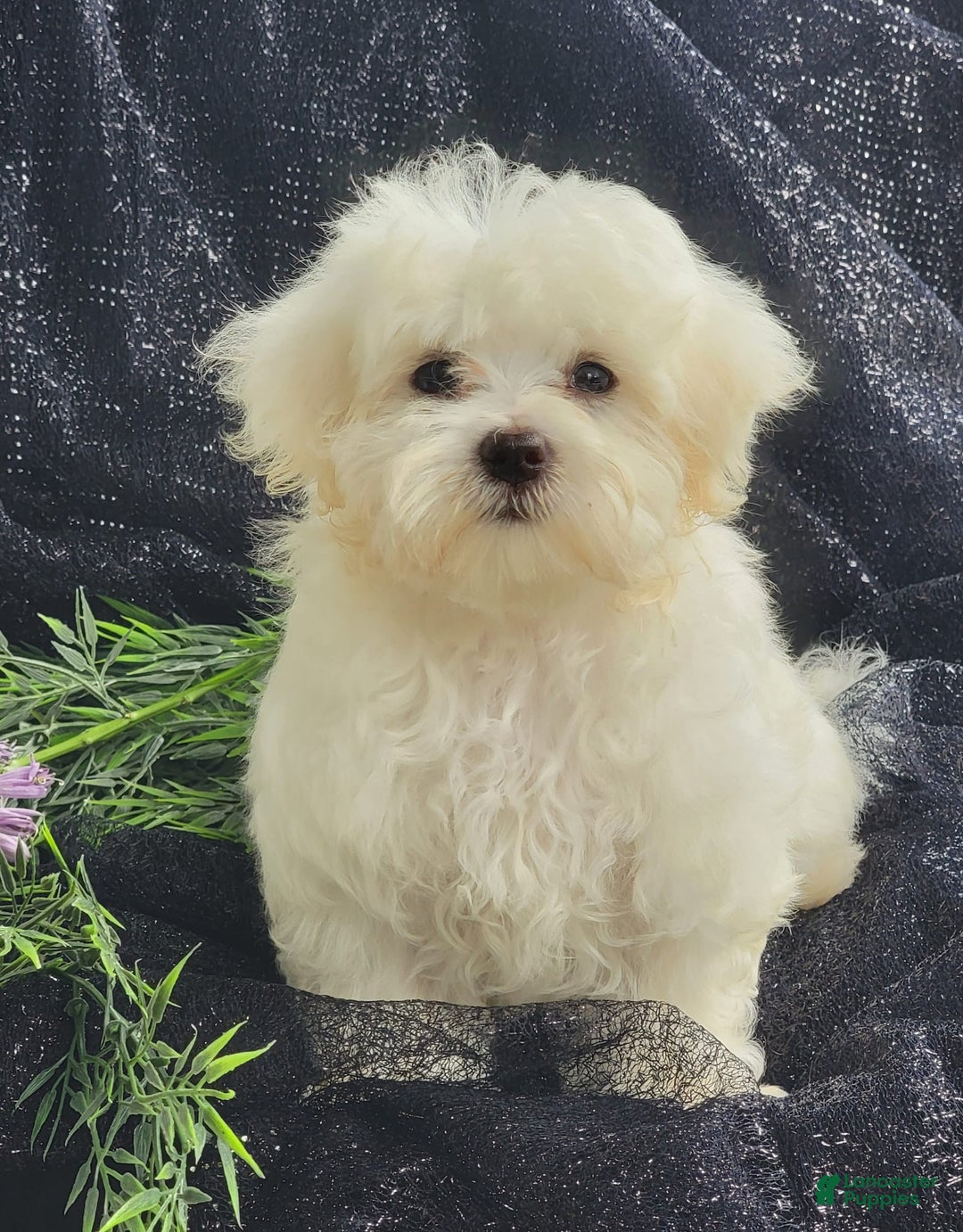Maltese dogs for sale: Chloe - Image 1