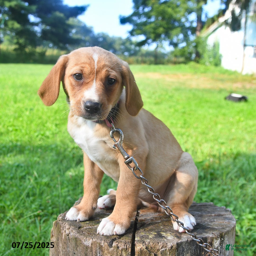 Golden Retriever dogs for sale: Sadie - Image 1