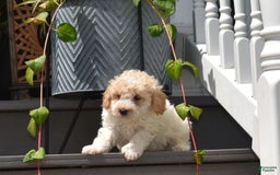 Toy Poodle dogs for sale: Elise - Image 4