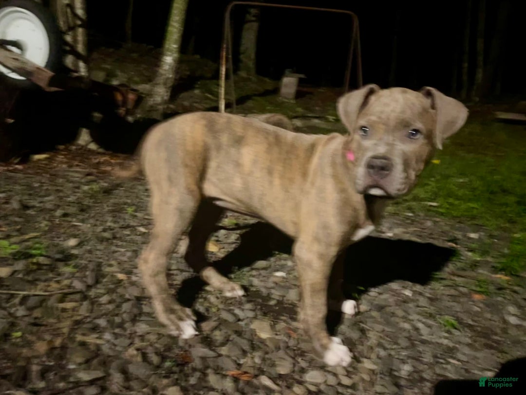 American Bully dogs for sale: Majestic - Image 23