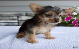 Yorkshire Terrier dogs for sale: Titus - Image 1