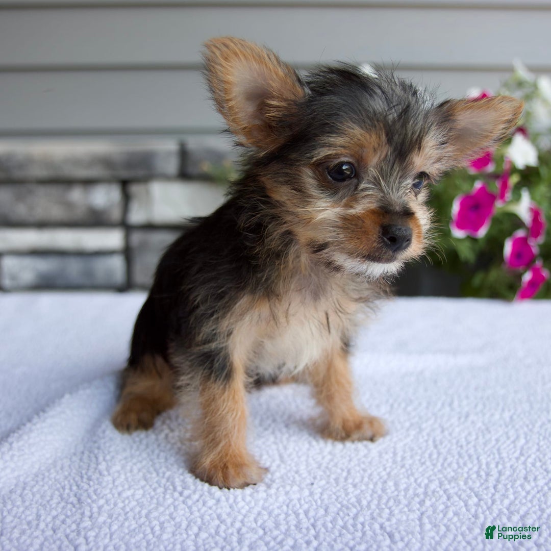 Yorkshire Terrier dogs for sale: Titus - Image 1