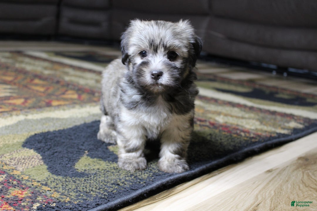 Havanese dogs for sale: Charlie - Image 3