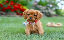 Cavalier King Charles Spaniel dogs for sale: Sadie - Image 3