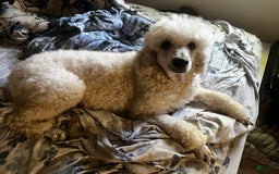 Standard Poodle dogs for sale: Mia - Image 8