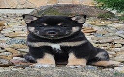Shiba Inu dogs for sale: Reagen - Image 1