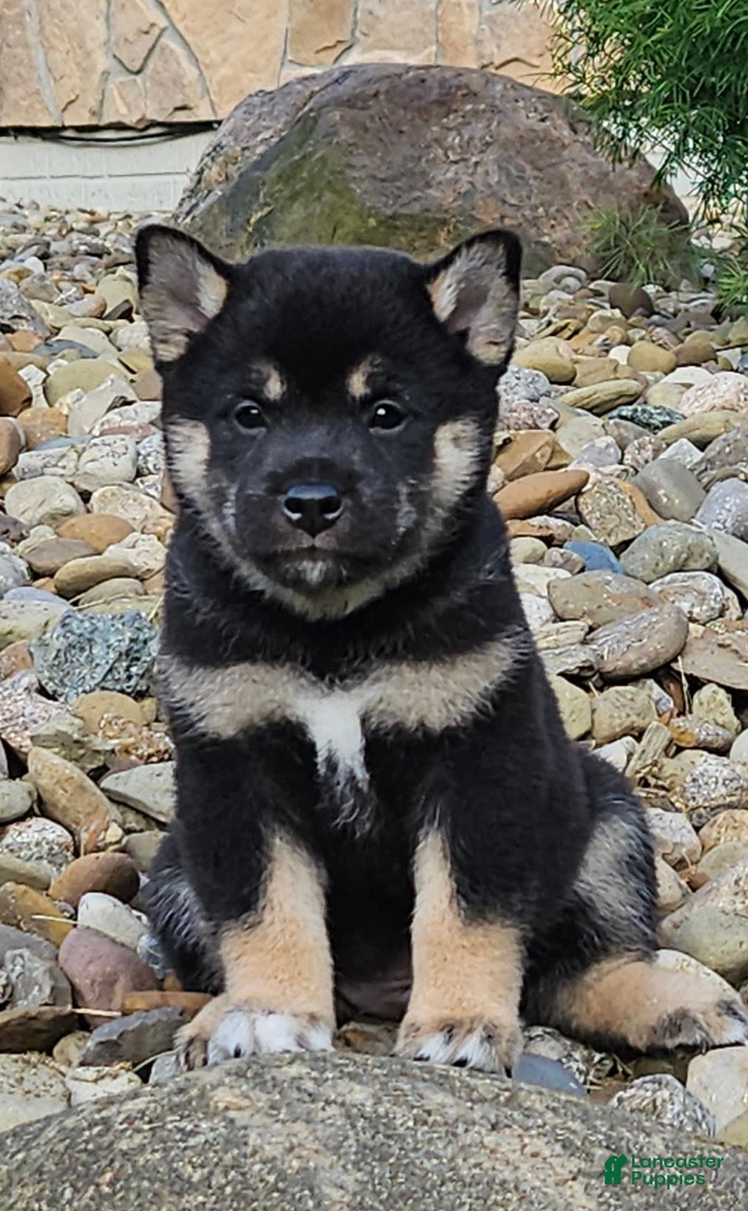 Shiba Inu dogs for sale: Reagen - Image 1