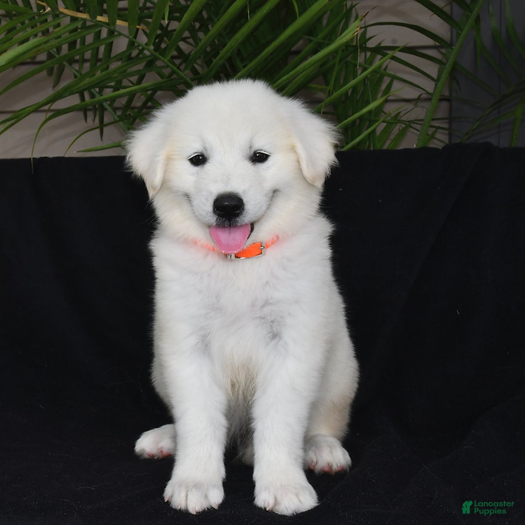 Golden Retriever dogs for sale: Kooper - Image 4