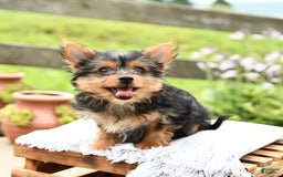 Yorkshire Terrier dogs for sale: Chelsea - Image 2