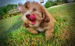 Havapoo dogs for sale: Kewtie - Image 3