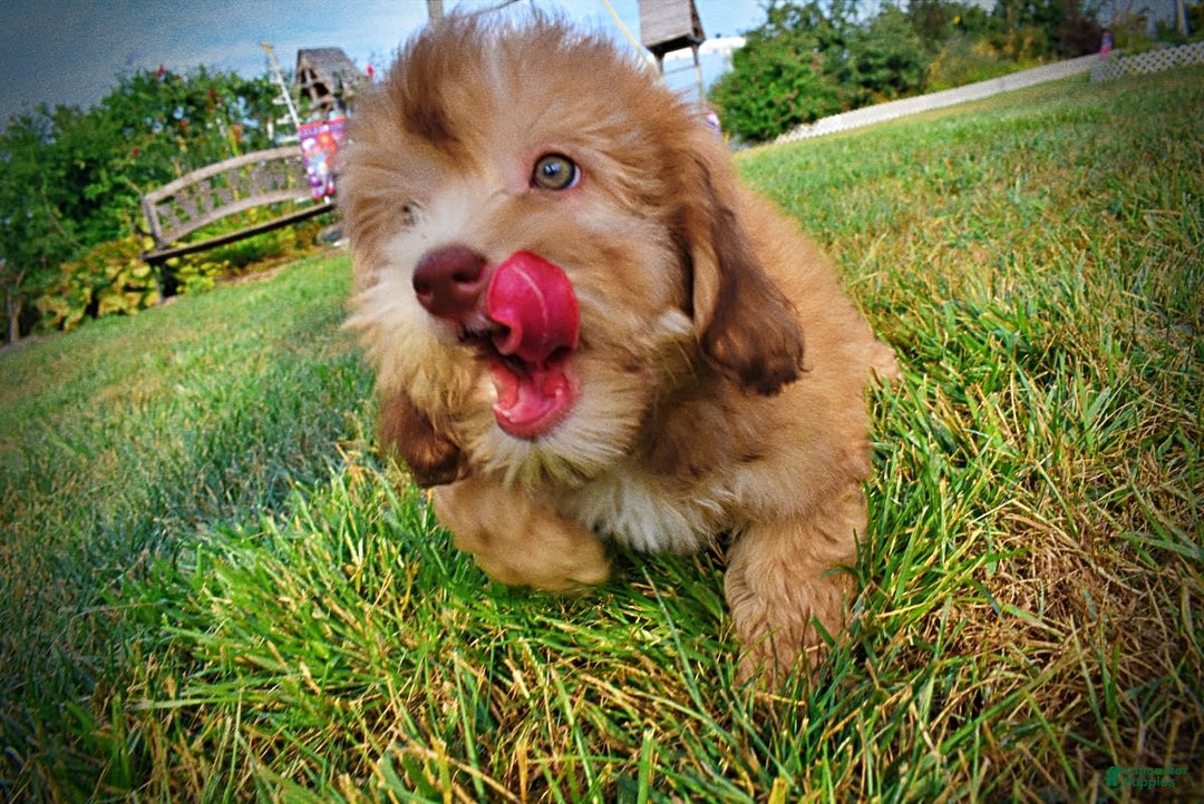 Havapoo dogs for sale: Kewtie - Image 3