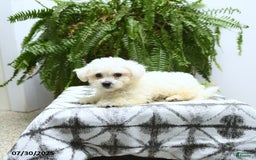 Bichon Frise dogs for sale: Zane - Image 2