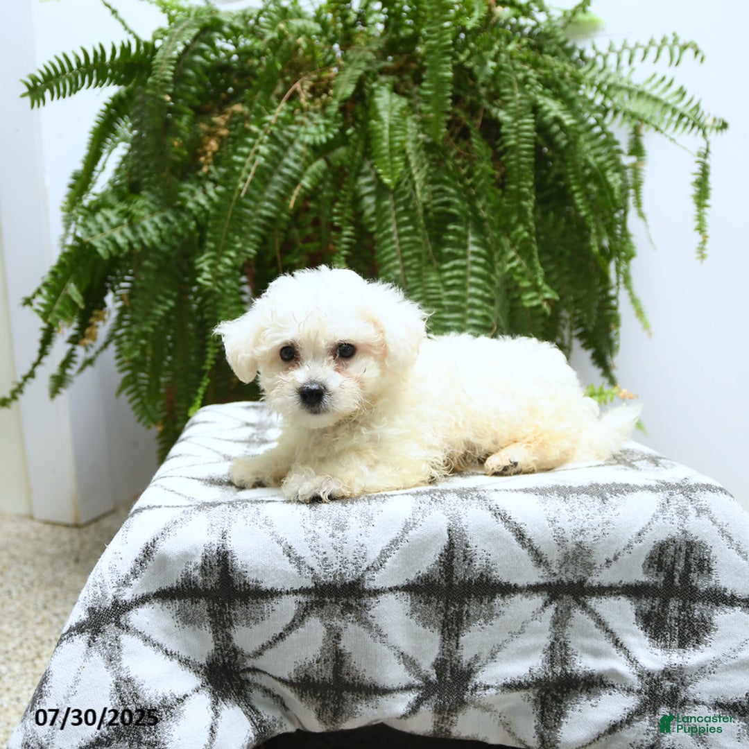 Bichon Frise dogs for sale: Zane - Image 2