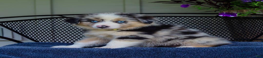 Lori