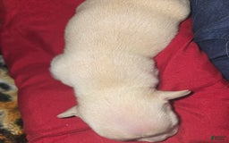 Chihuahua dogs for sale: Cream Girl - Image 2
